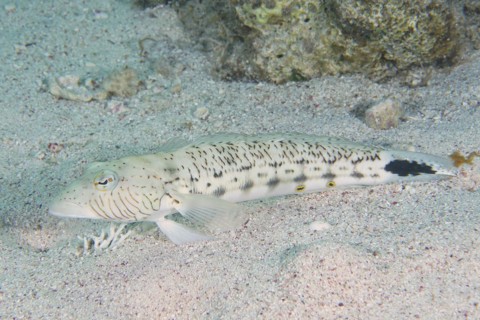 Speckled sandperch