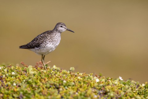Wood Sandpiper