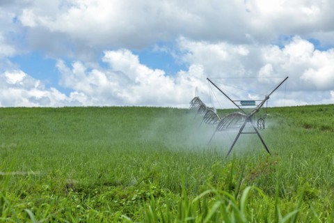 Irrigation of sugarcane plants against cloudy blue