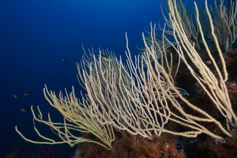 Several specimens of White Gorgonian