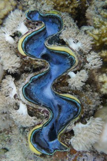 Maxima clam