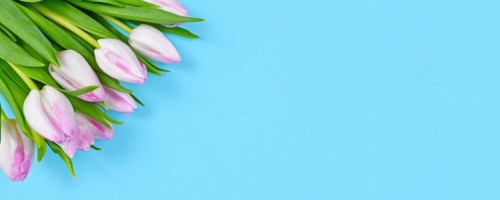 Banner with bouquet of white tulip spring flowers with pink tips in corner of blue background with copy space