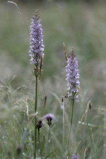 Spotted moorland spotted orchid