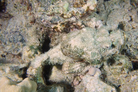 A well camouflaged humphead dragonhead