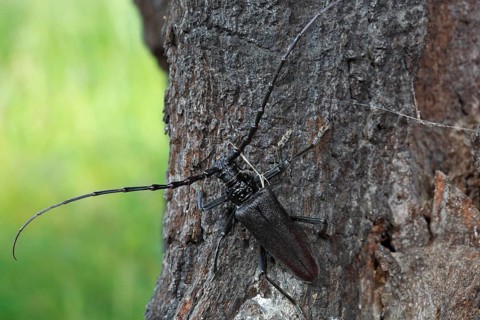 Great capricorn beetle