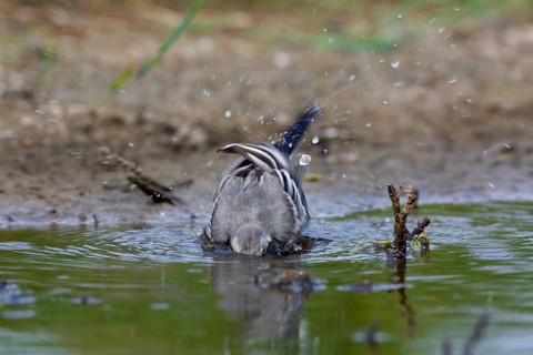 White wagtail