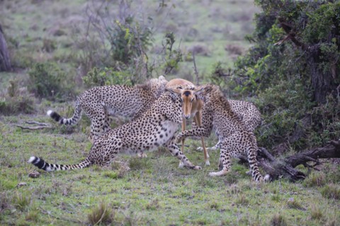 Cheetah