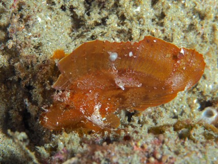 Brown leaf scorpionfish