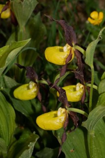 Ladys slipper green leaves and four open yellow flowers on top of each other