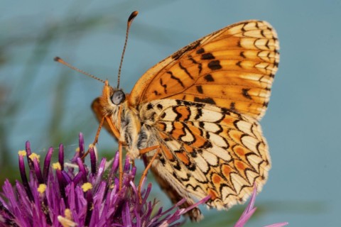 Fritillary fritillary butterfly with open wings on purple flower sitting from front sucking left seeing against blue sky