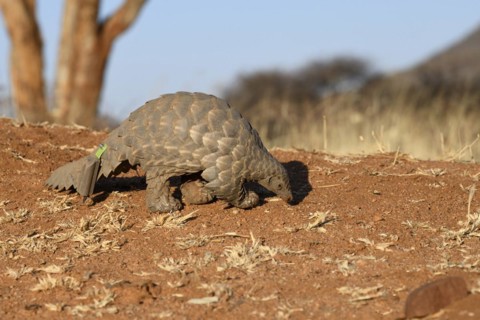 Ground pangolin