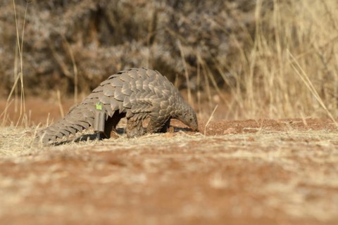 Ground pangolin