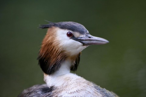 Great Crested Grebe