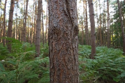 Darss primeval forest