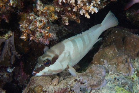 Blacktip grouper