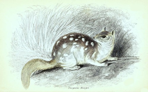 Dasyurus Macrourus
