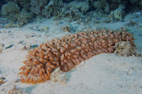 Pineapple sea cucumber