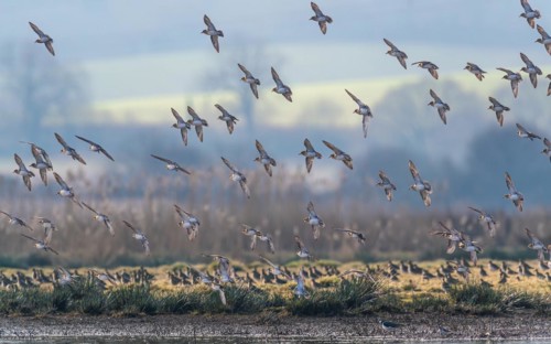 Grey Plover