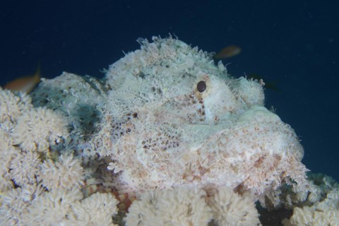 Well camouflaged false stonefish