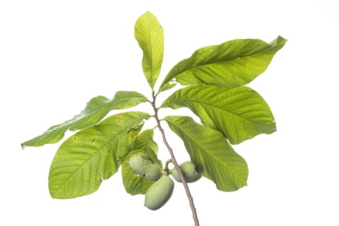 Paw-paw