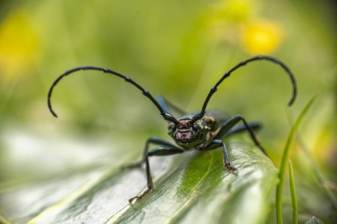 Close-up of musk beetle
