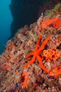 Mediterranean red sea star