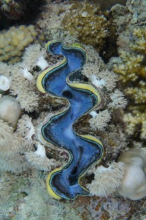 Common giant clam