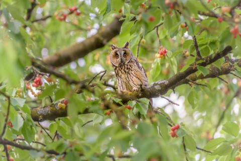 Long-eared owl