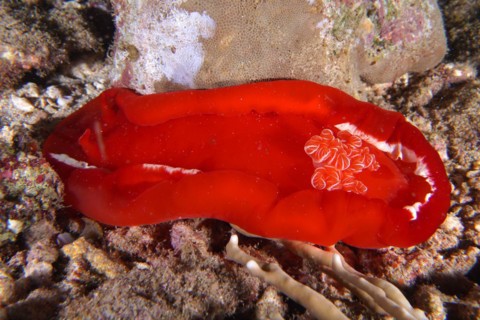 Spanish dancer