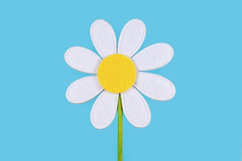 Single felt daisy flower on blue background