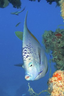 Portrait of halfmoon angelfish
