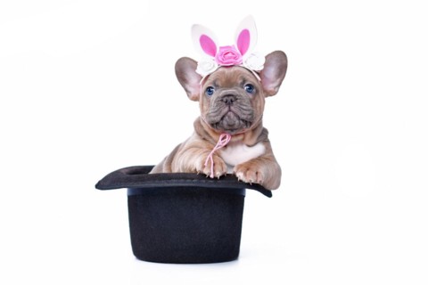 Blue fawn French Bulldog dog puppy with Easter bunny headband in black magician hat on white background