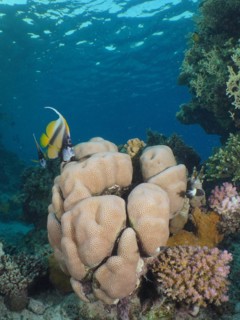 Edwards star coral