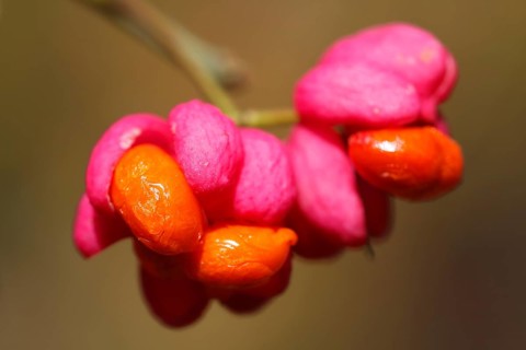 Common spindle tree