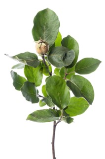 Quince