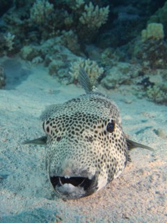 Portrait of star puffer