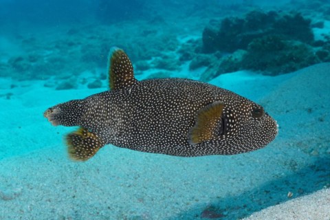 Guineafowl puffer