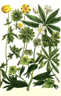 Botany