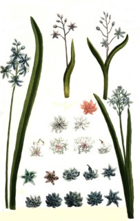 Botany