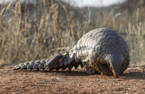 Ground pangolin