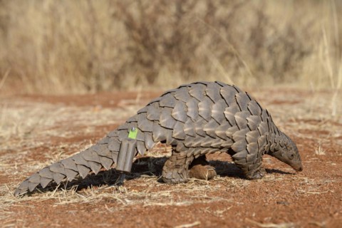Ground pangolin