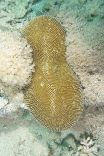 Oval mushroom coral