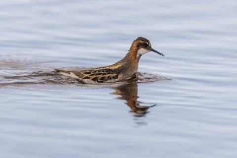 Red-necked phalarope