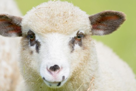 Portrait of a lamb with brown spots around the eyes. Alsace