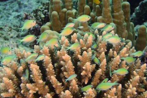 A group of Green green chromis