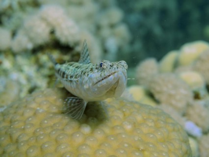 Portrait of variegated lizardfish