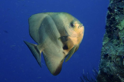 Orbicular batfish