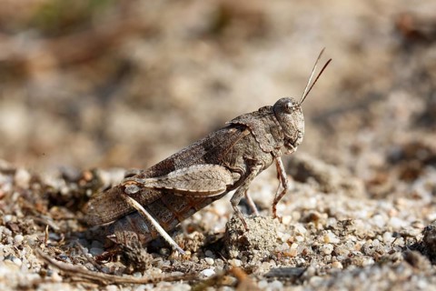 Blue band-winged grasshopper