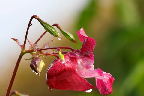 Himalayan balsam