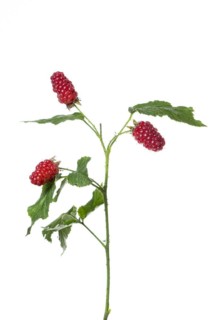 Blackberry